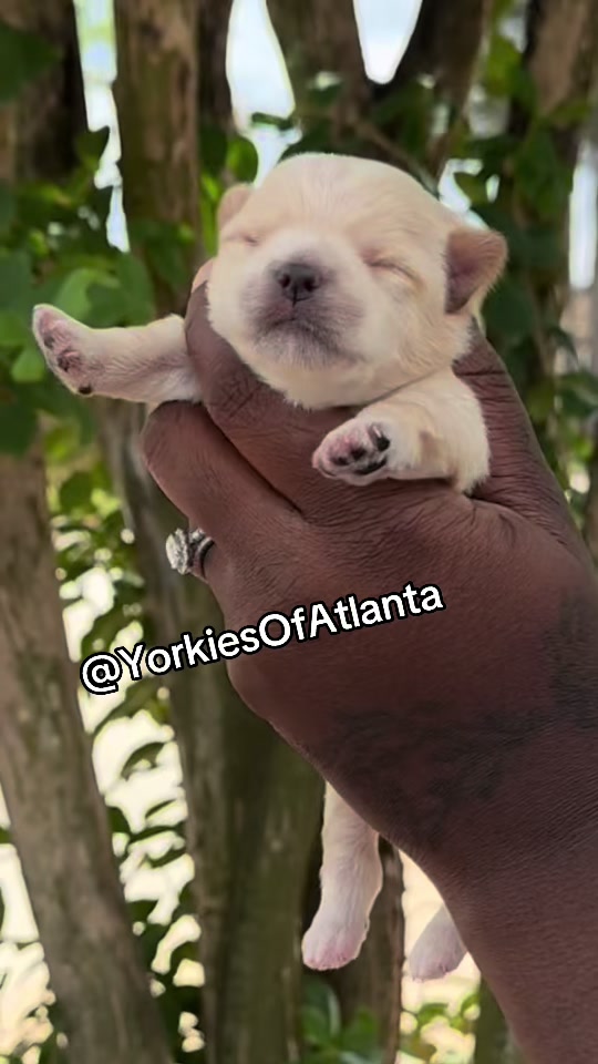 @Yorkies Of Atlanta