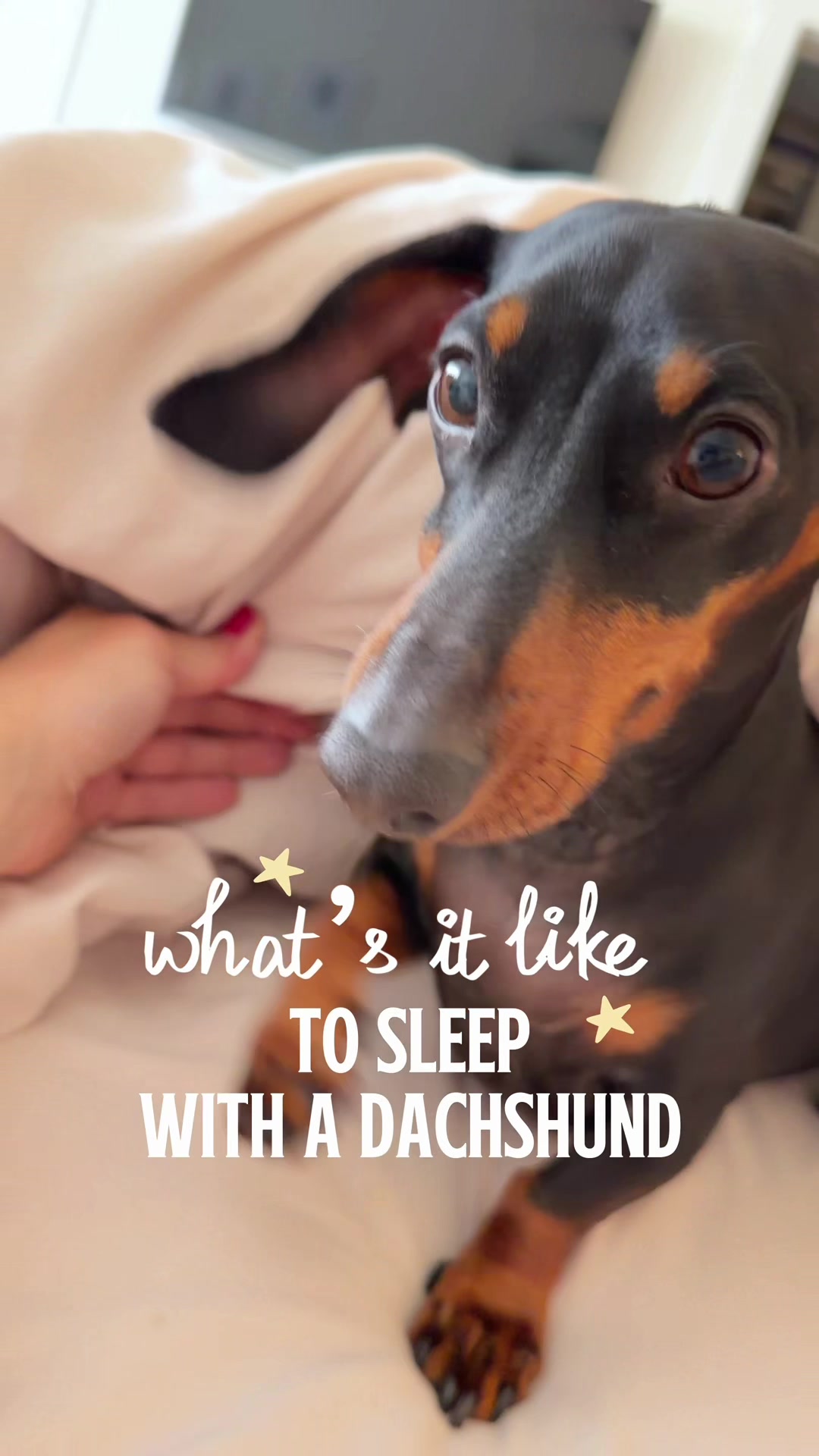 @Penny the Dachshund