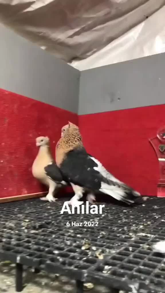 @&ccedil;arşambalı