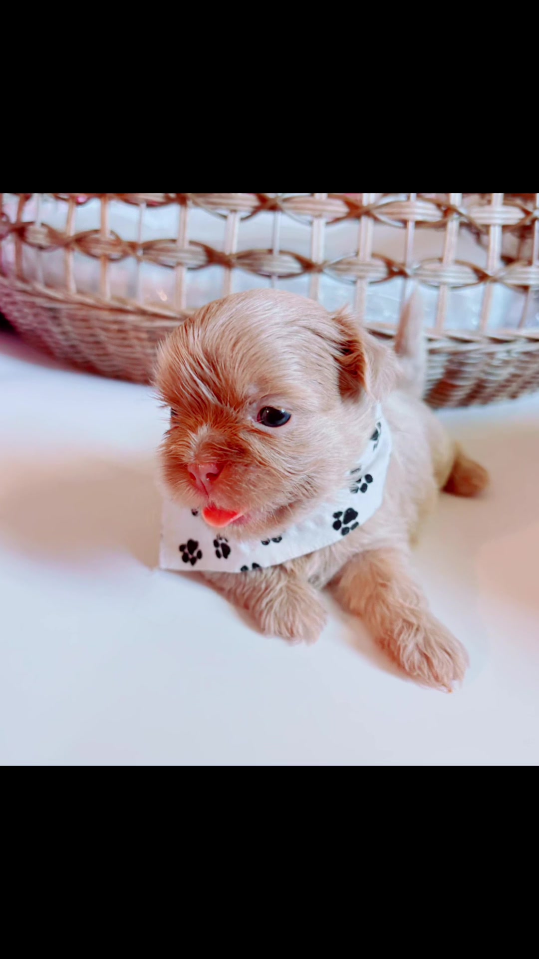 @SHIHTZU SOIRÉE