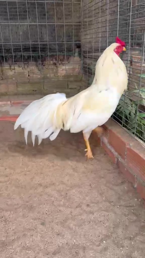 @Quốc Bảo ( baosting)