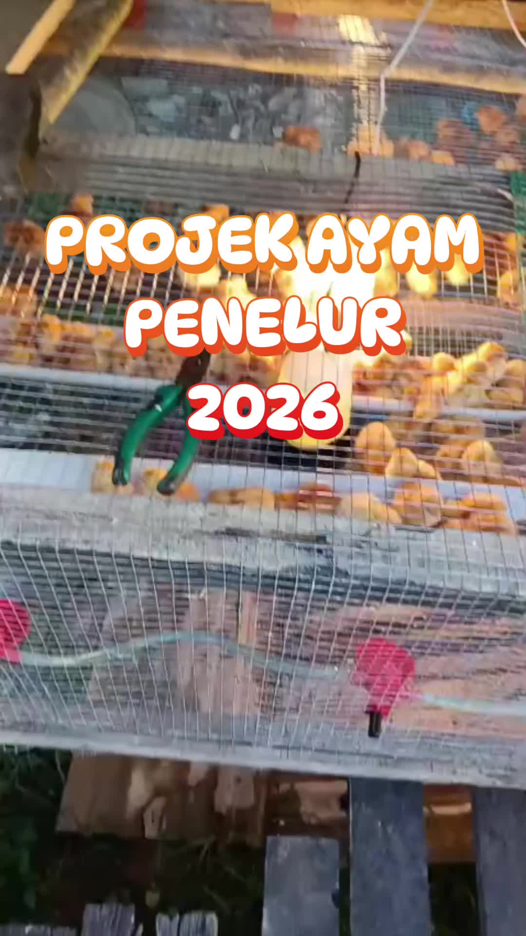 @Kenyalang Skyhunter