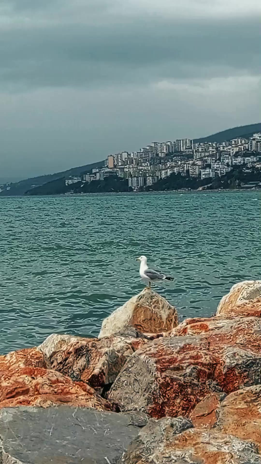 @🕊️_Egana_Shakh_🕊️