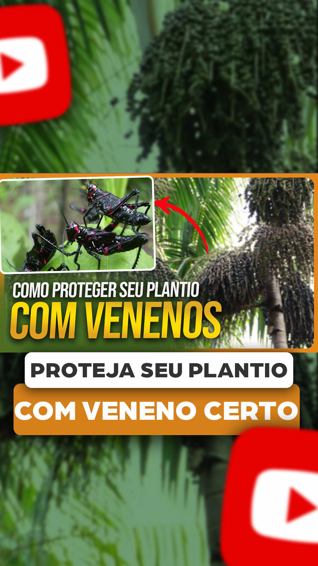 @ViveiroProMudas