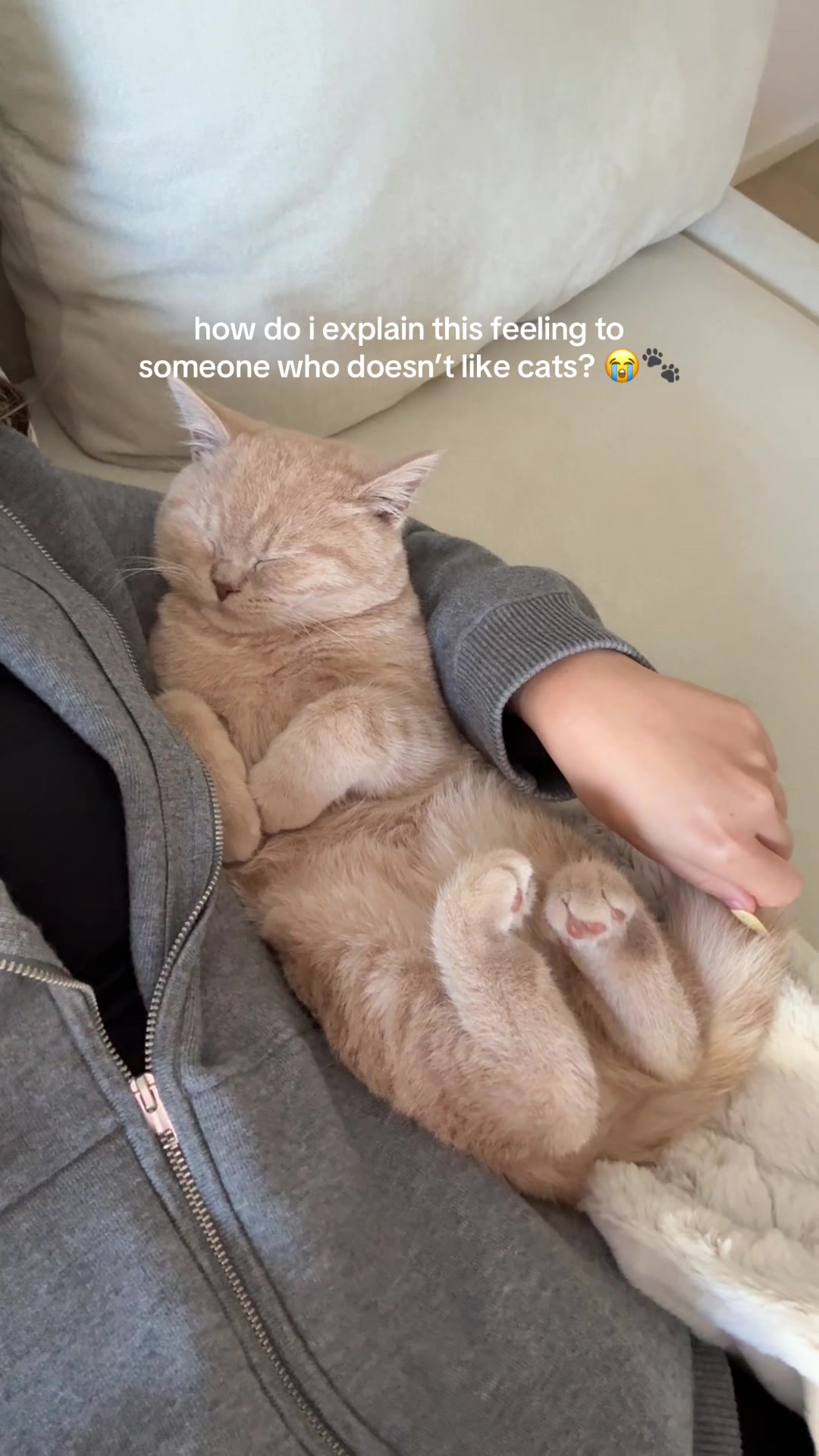 @Chuchu The British Shorthair