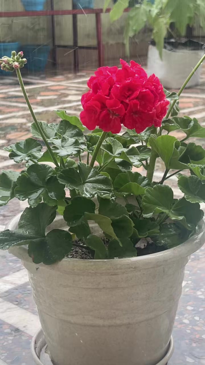 @Anju Pokharel