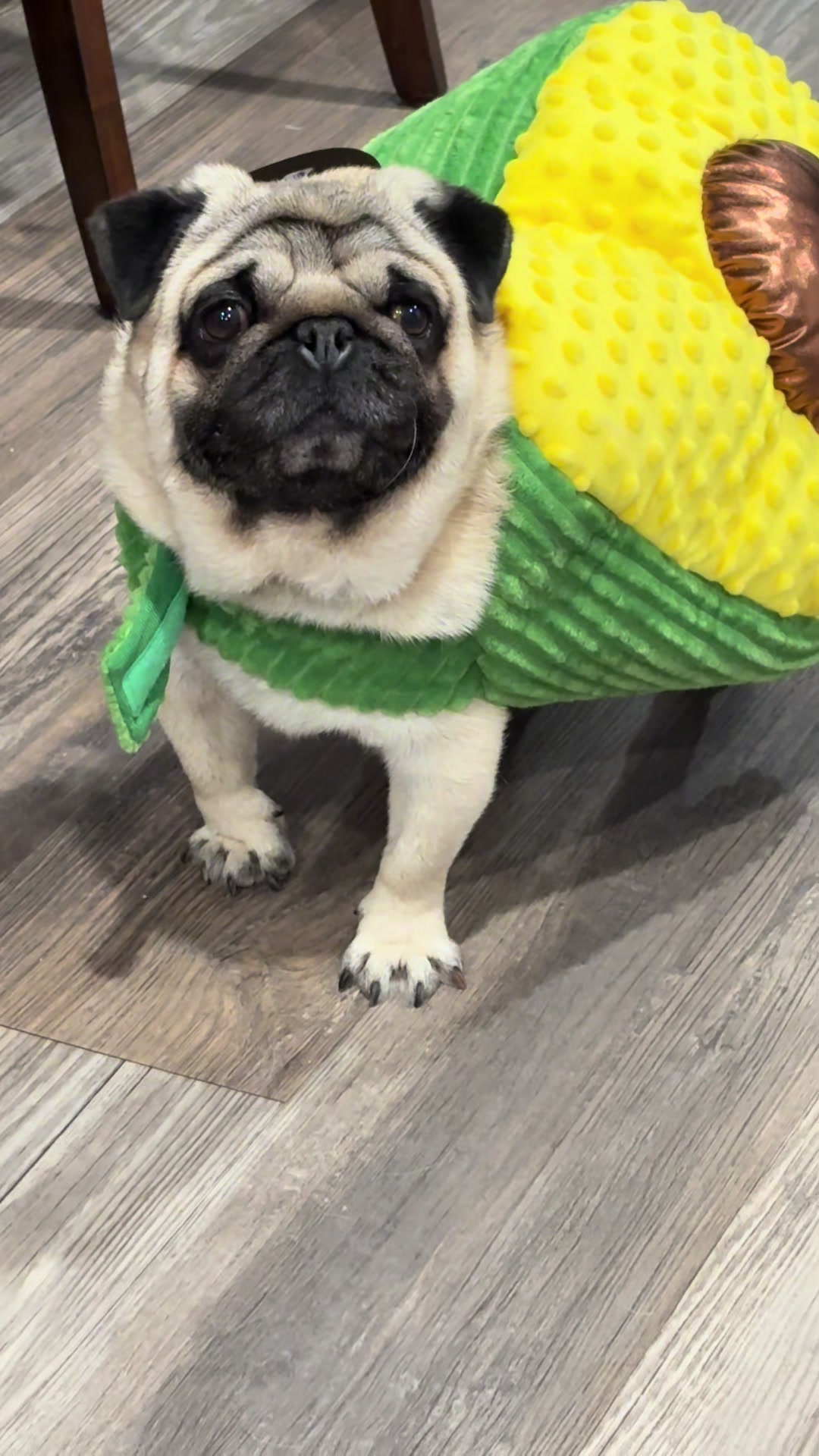 @Rocki the Pug 🐶