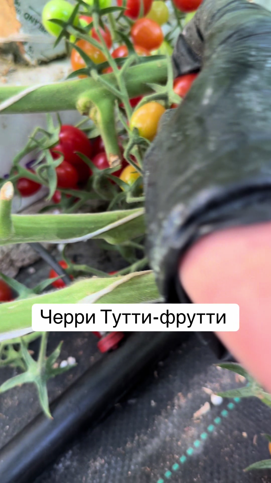 @26 соток