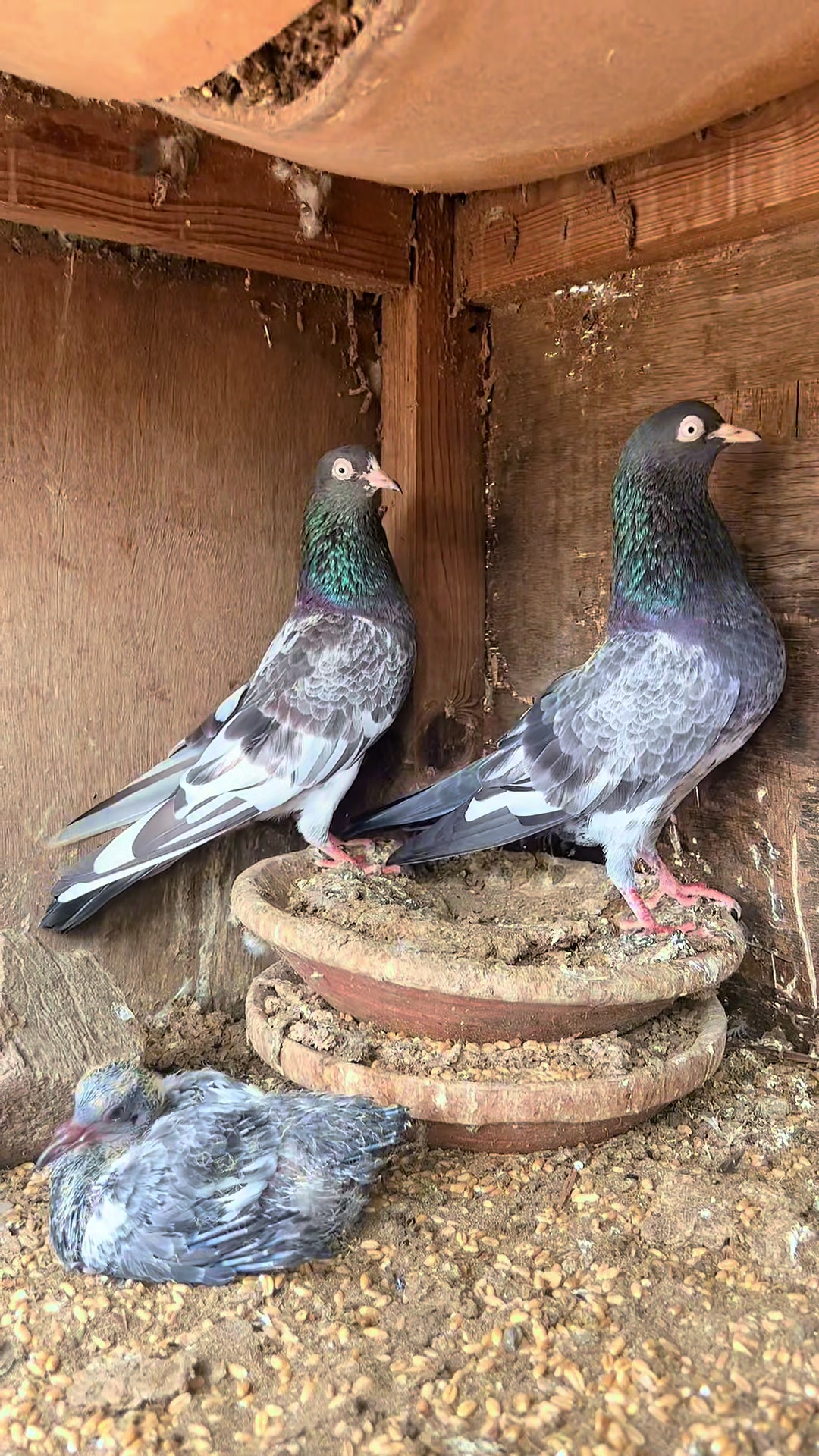 @The Best Pigeons