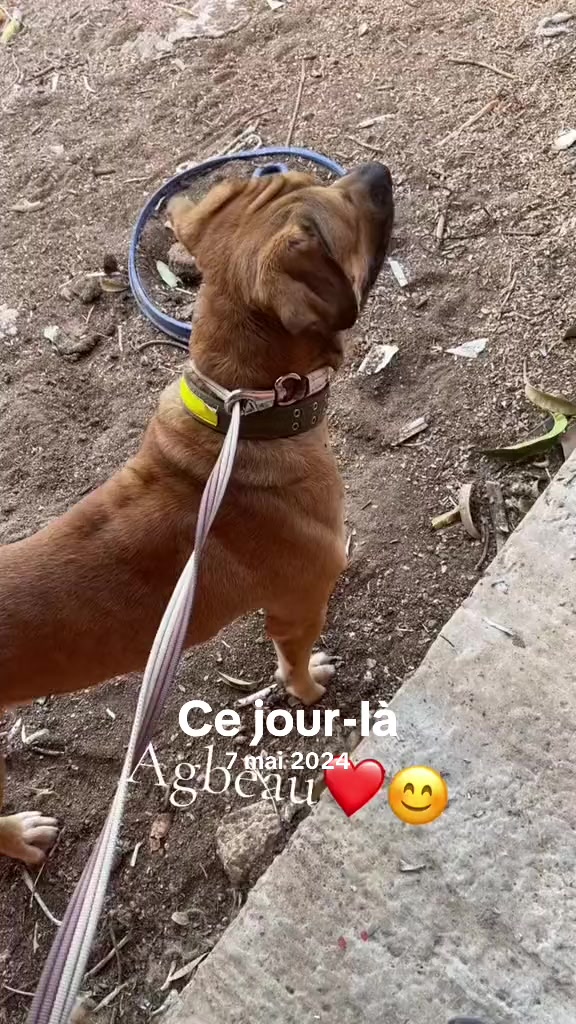 @Momoparleauxchiens🇸🇳🇩🇪