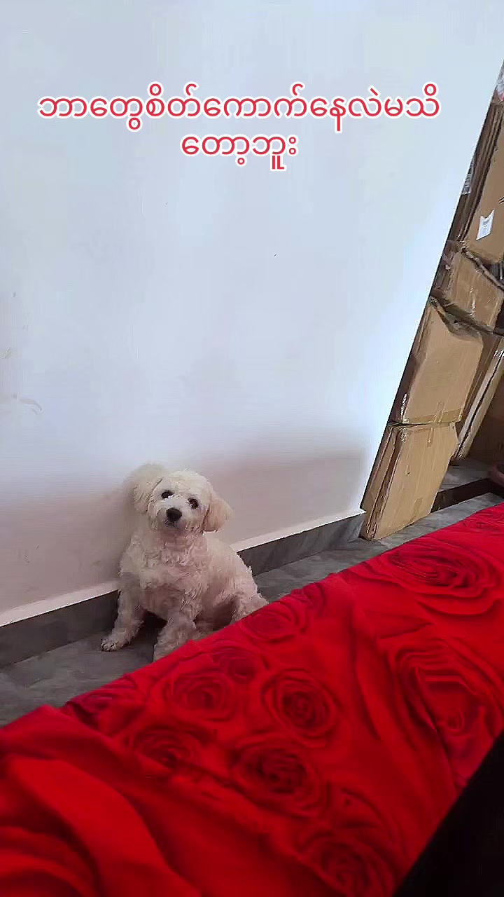 @招财🐶