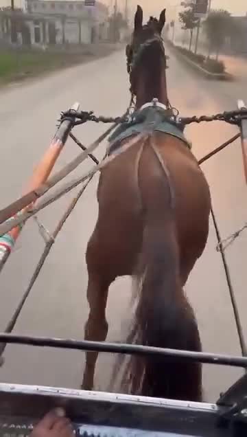 @🐴 گھوڑا شوق 🐴