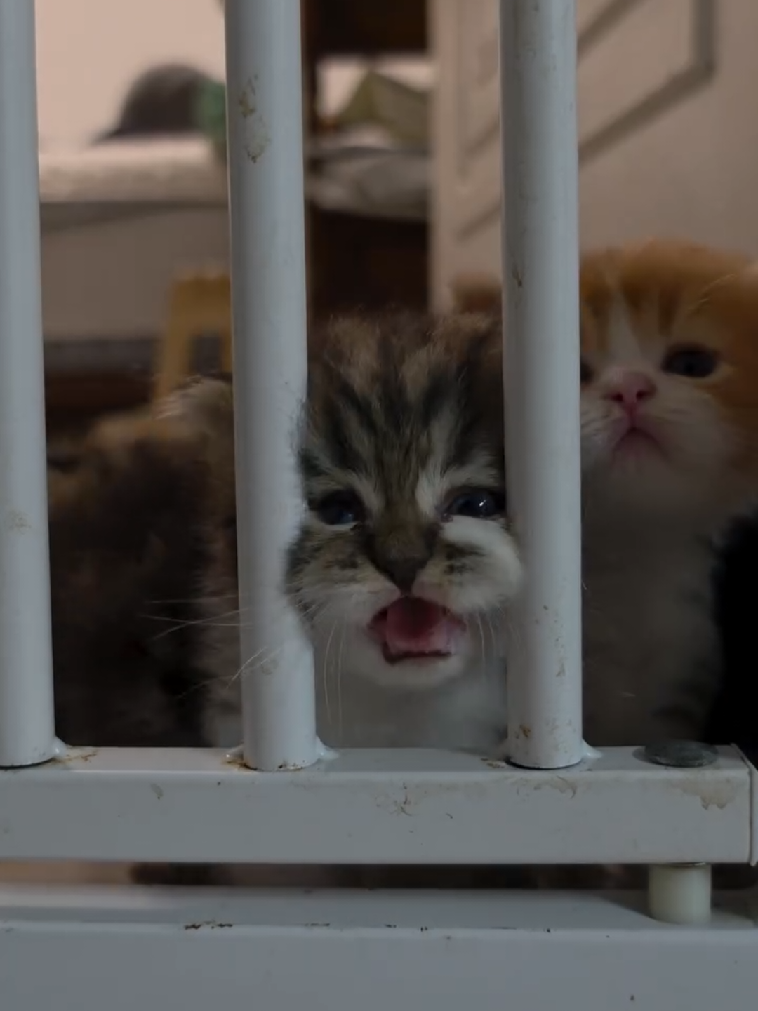 @Chonky World Of Cats