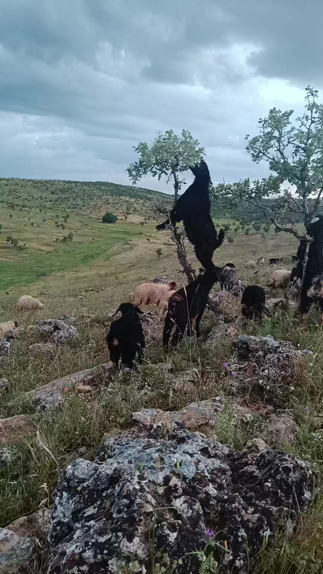 @Abdurrahim g&uuml;l