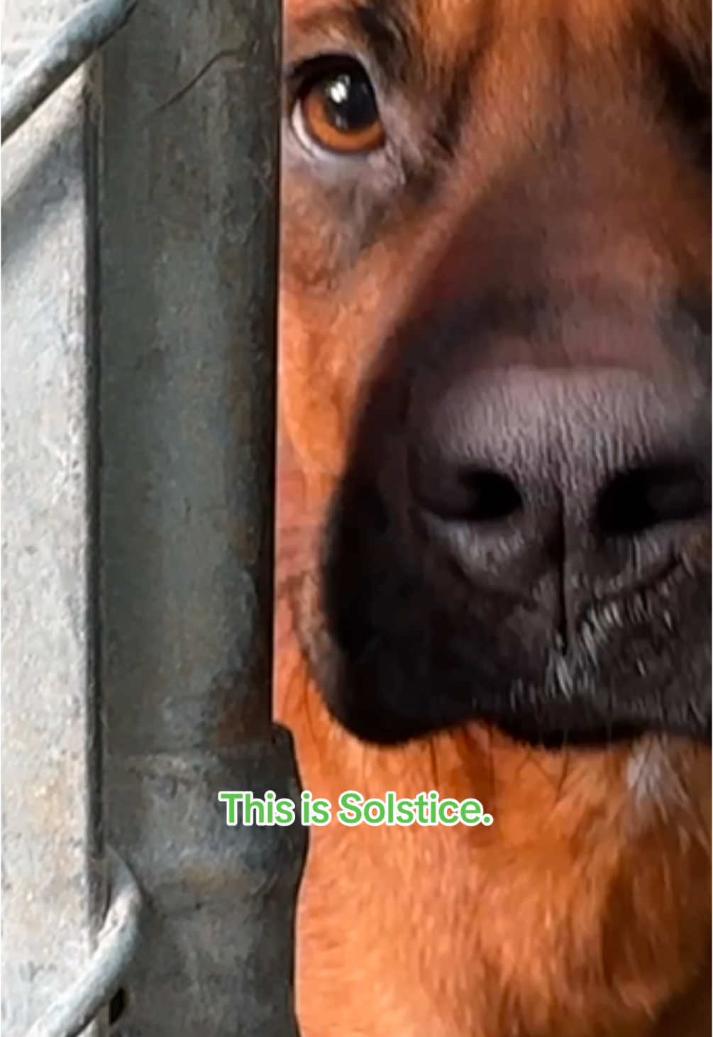 @Friends of Strays