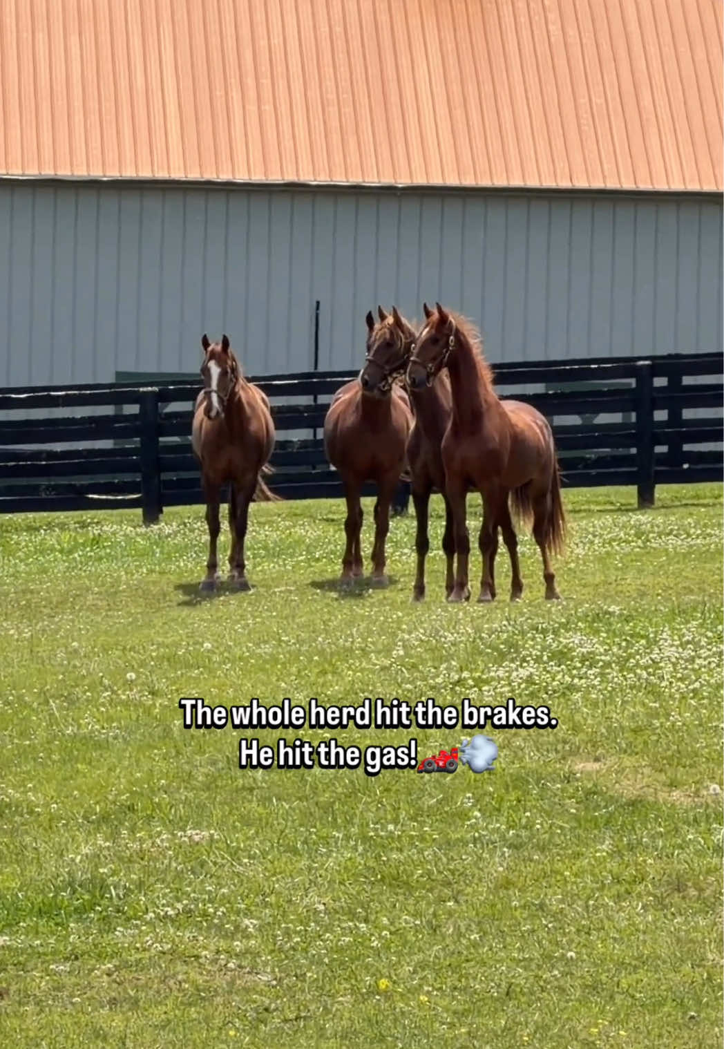 @Stonewell Farm