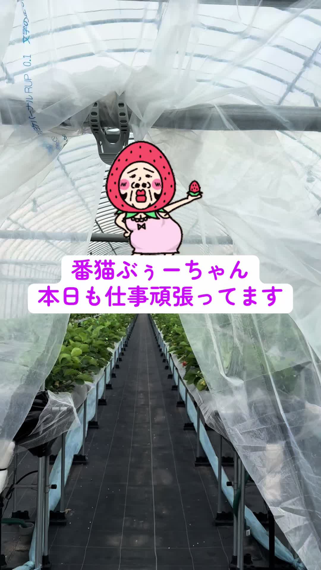 @JUN🍓👑農家のオバタン