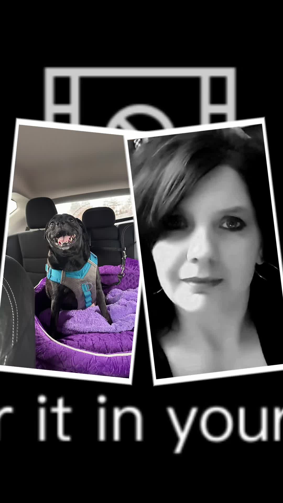 @bostonterrier7