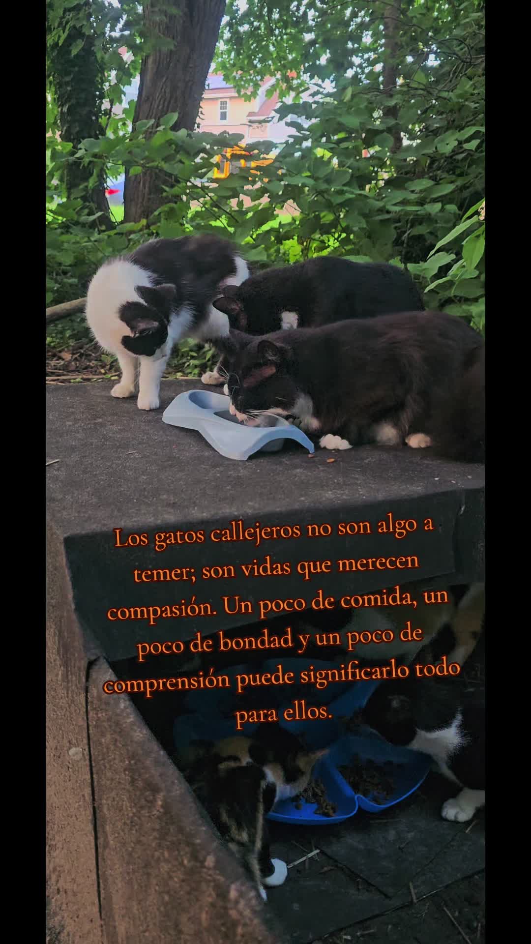 @🇲🇽Guli.Carrada 🐈⬛