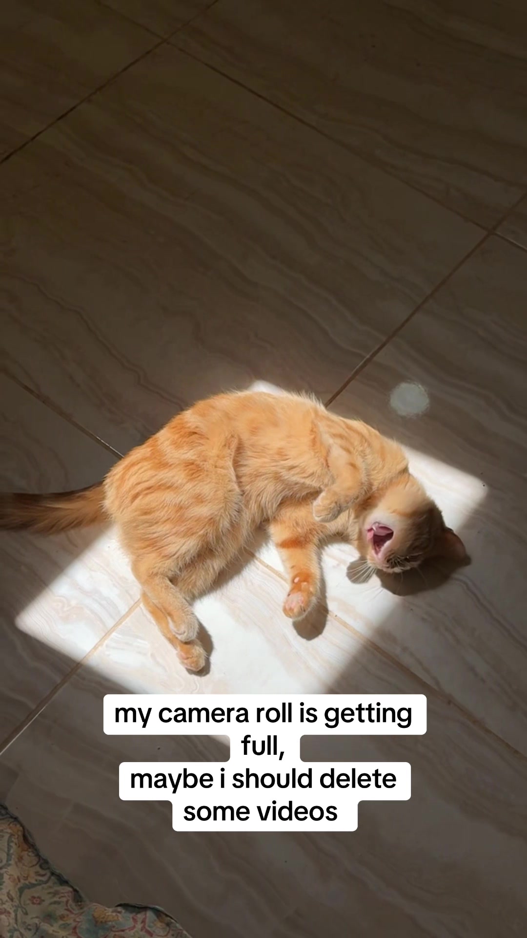 @3aslTheCat