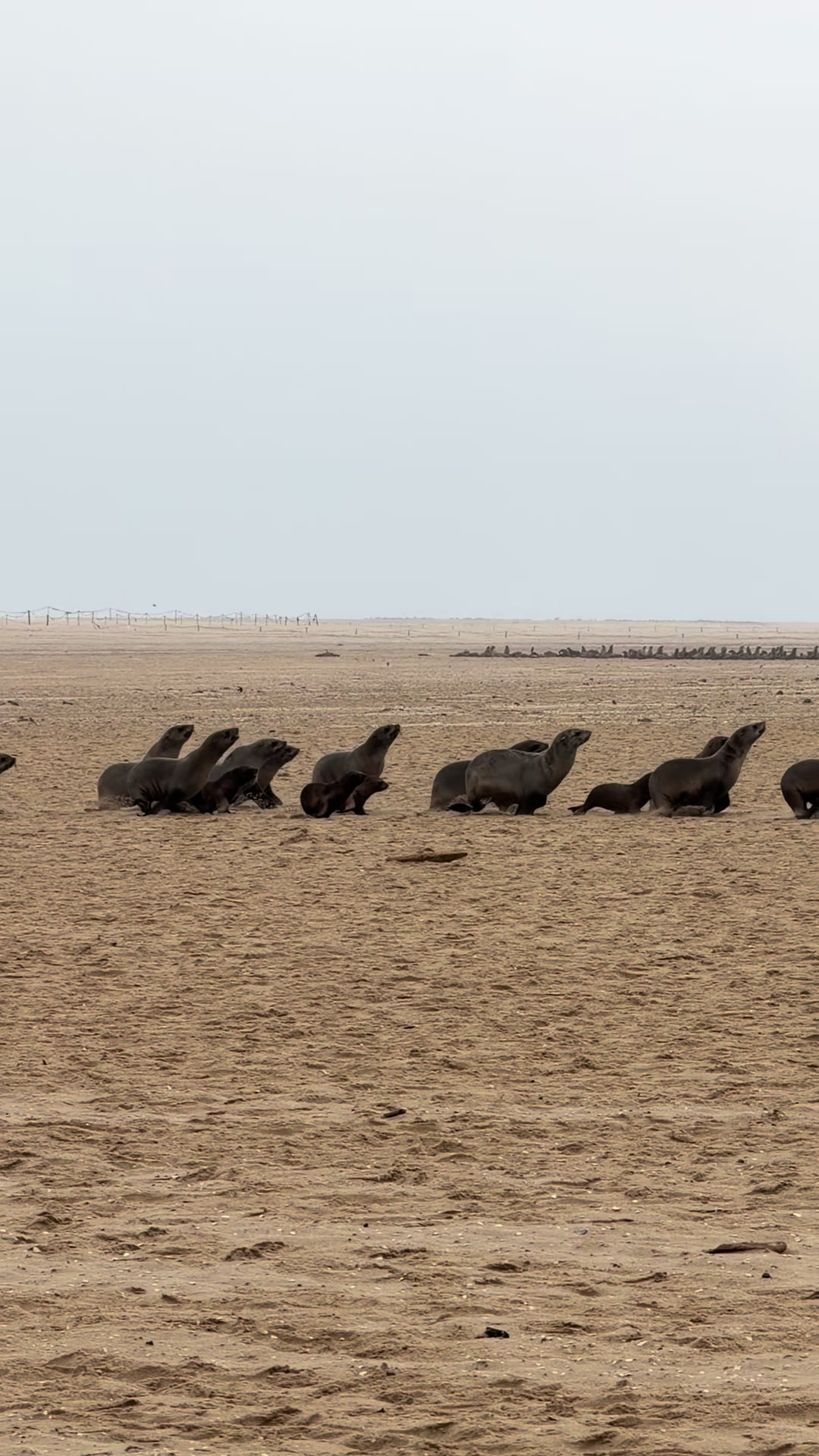@DESERT COMPASS TOURS SAFARIS