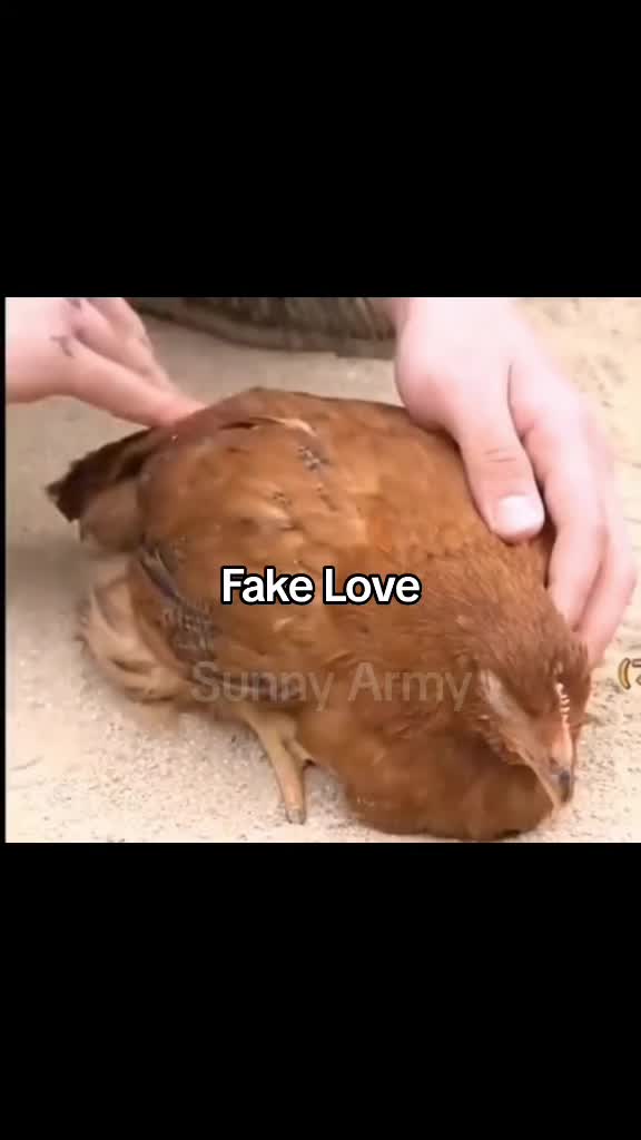 @Sunny Army