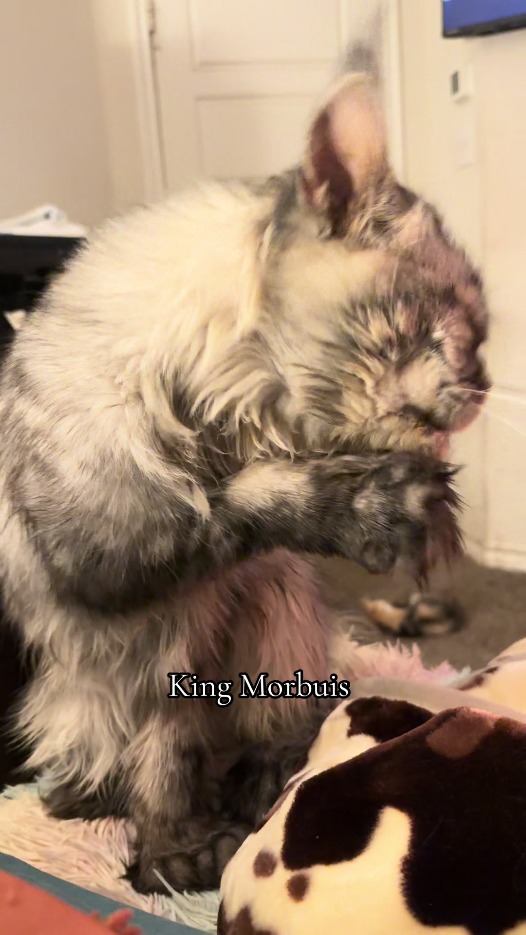 @Rosa’s maine coon in Texas🧛