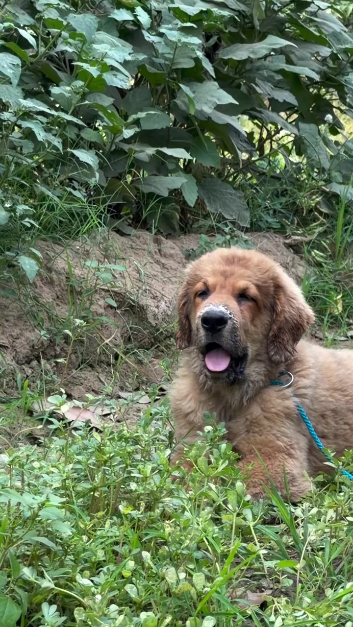 @Kashmiri_Bakrwal_Dog