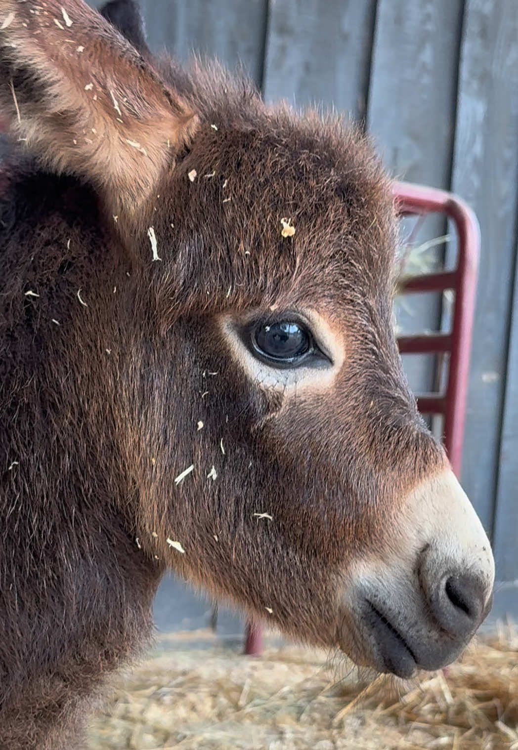@Cypress Farm Donkeys