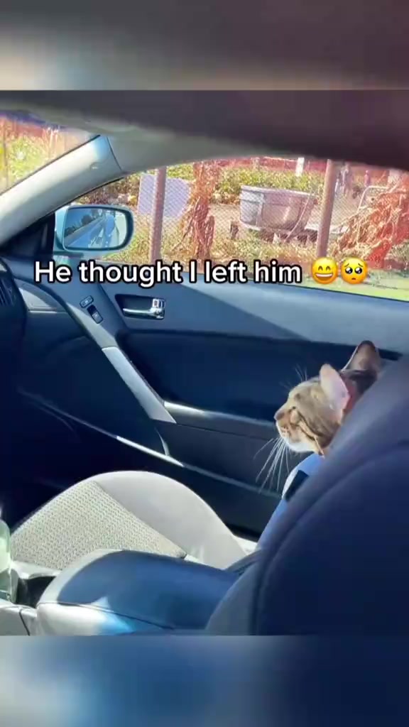 @Random Cat Stuff