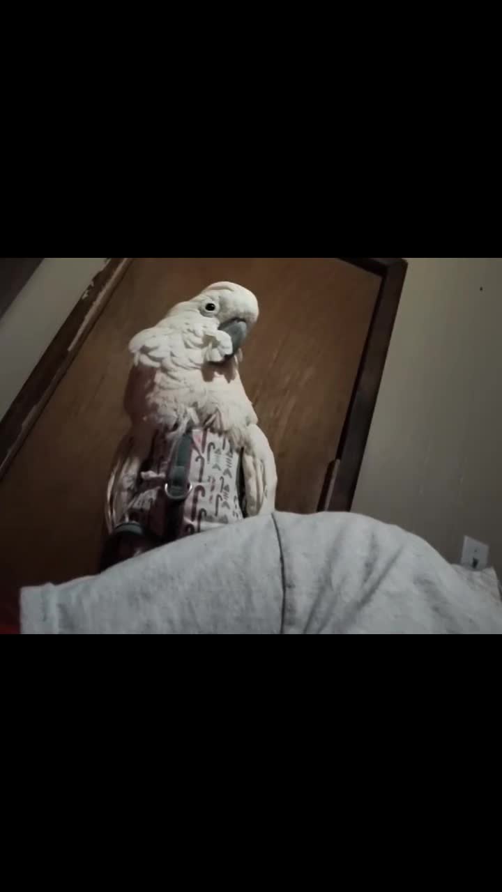 @Suzy the Cockatoo