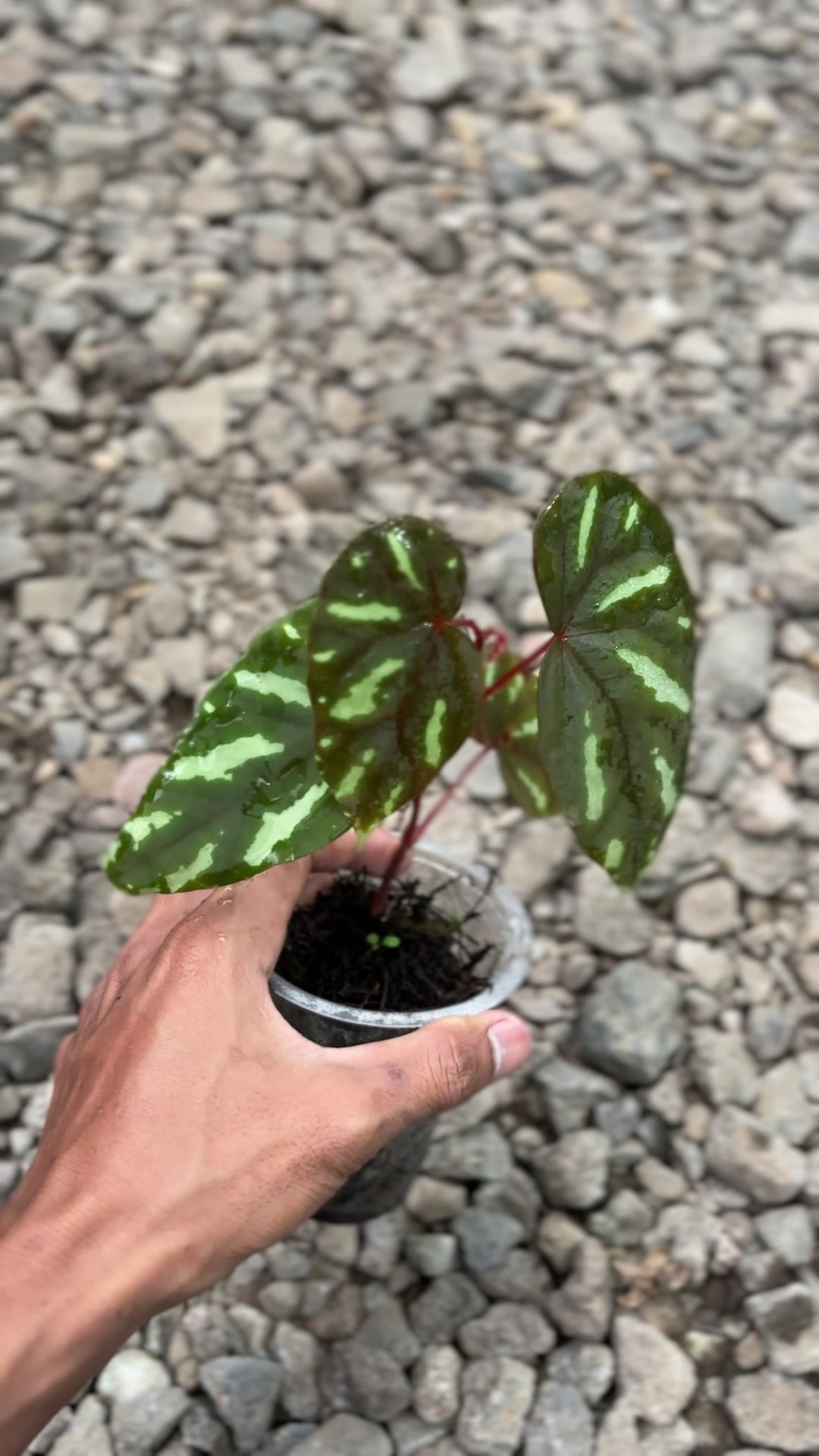 @Wildan Plantshop