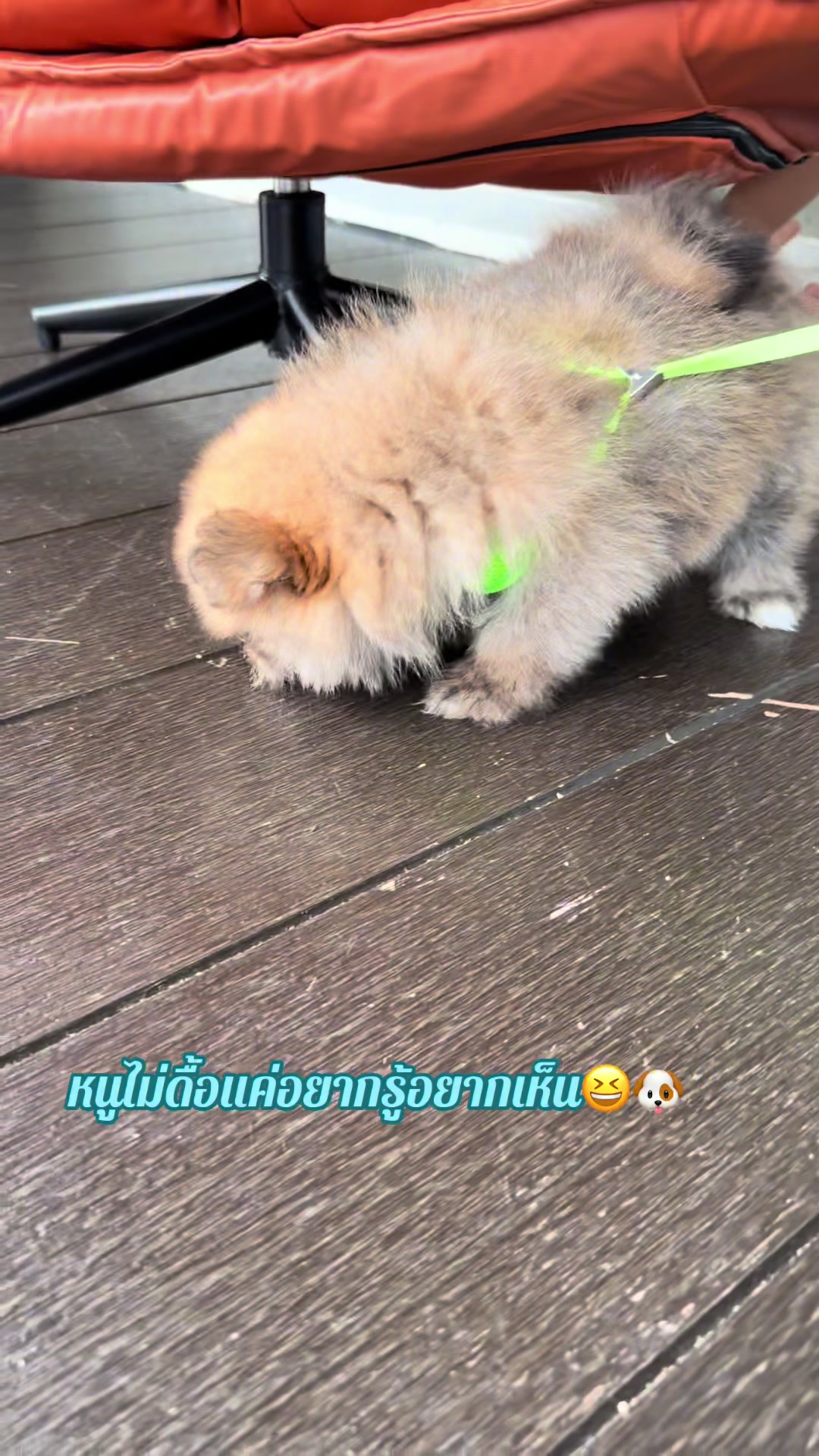 @🐑💫วาย ยู ไอ💫🐑 เข้าใจป่ะ