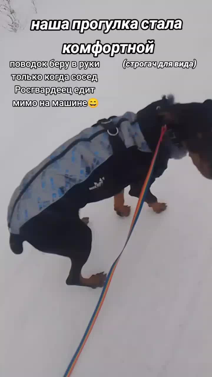 @̴Д̴О̴Б̴Е̴Р̴М̴А̴Н ̴А̴Л̴Ь̴М̴А🖤