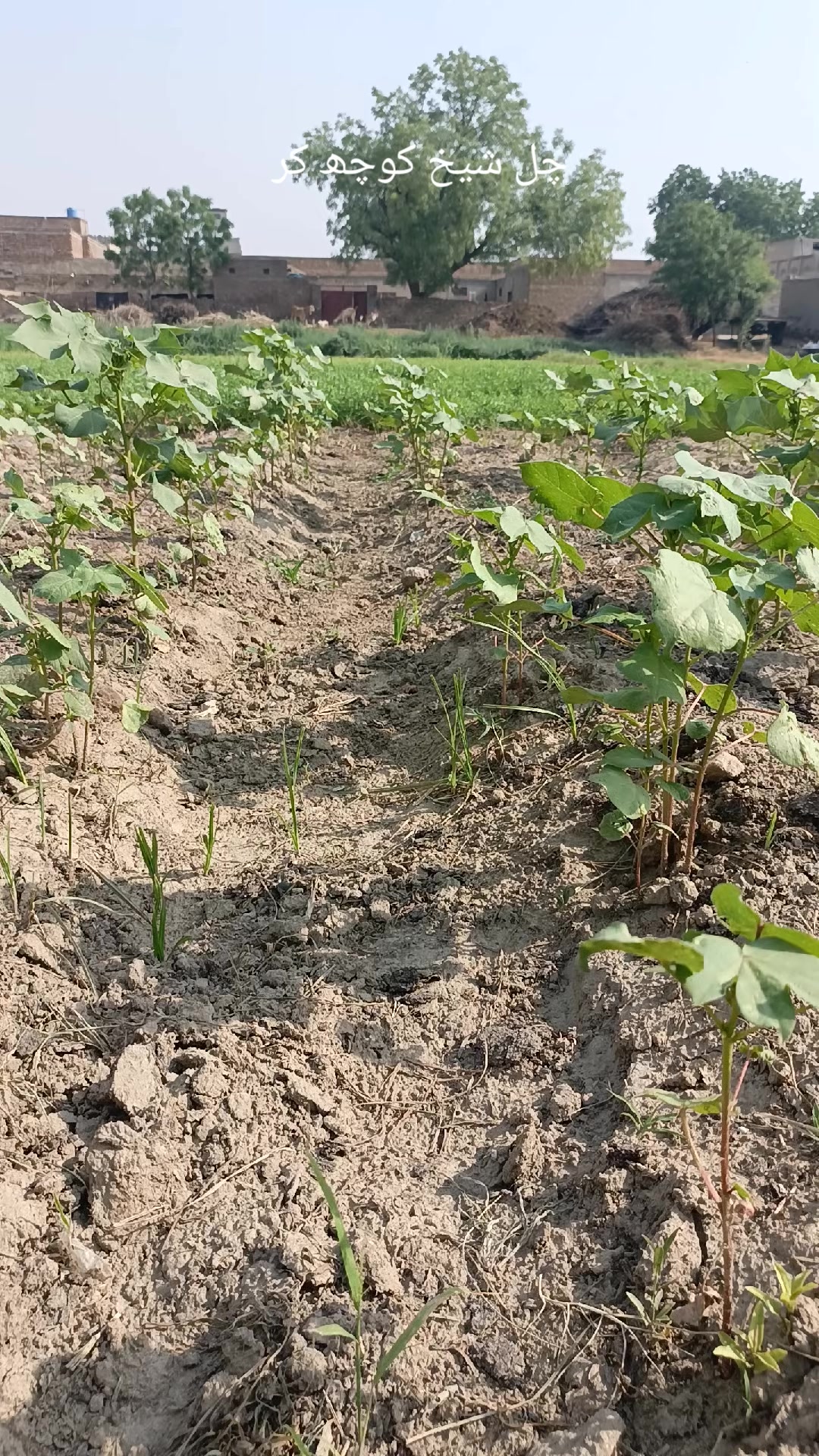 @Mr.Tori.Farming (pathologist)