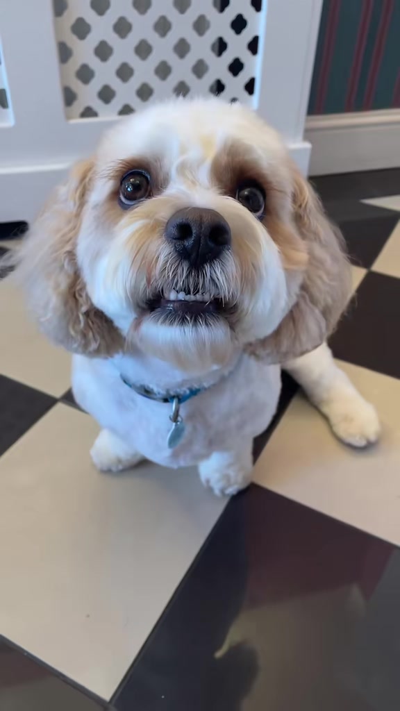 @My Cavachon