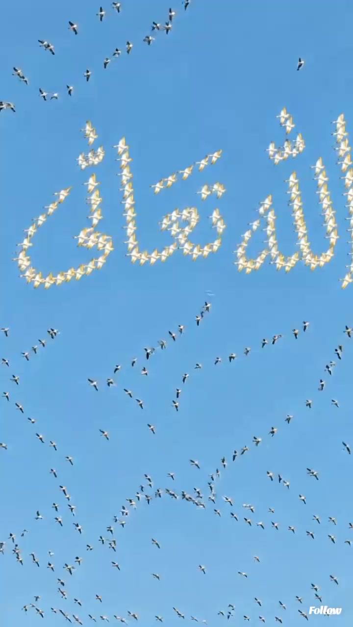 @꯱ɑׁׅ݊ꪀɑׁׅ 𝐵𝓇𝑜𝒽𝒾 .~🕊️