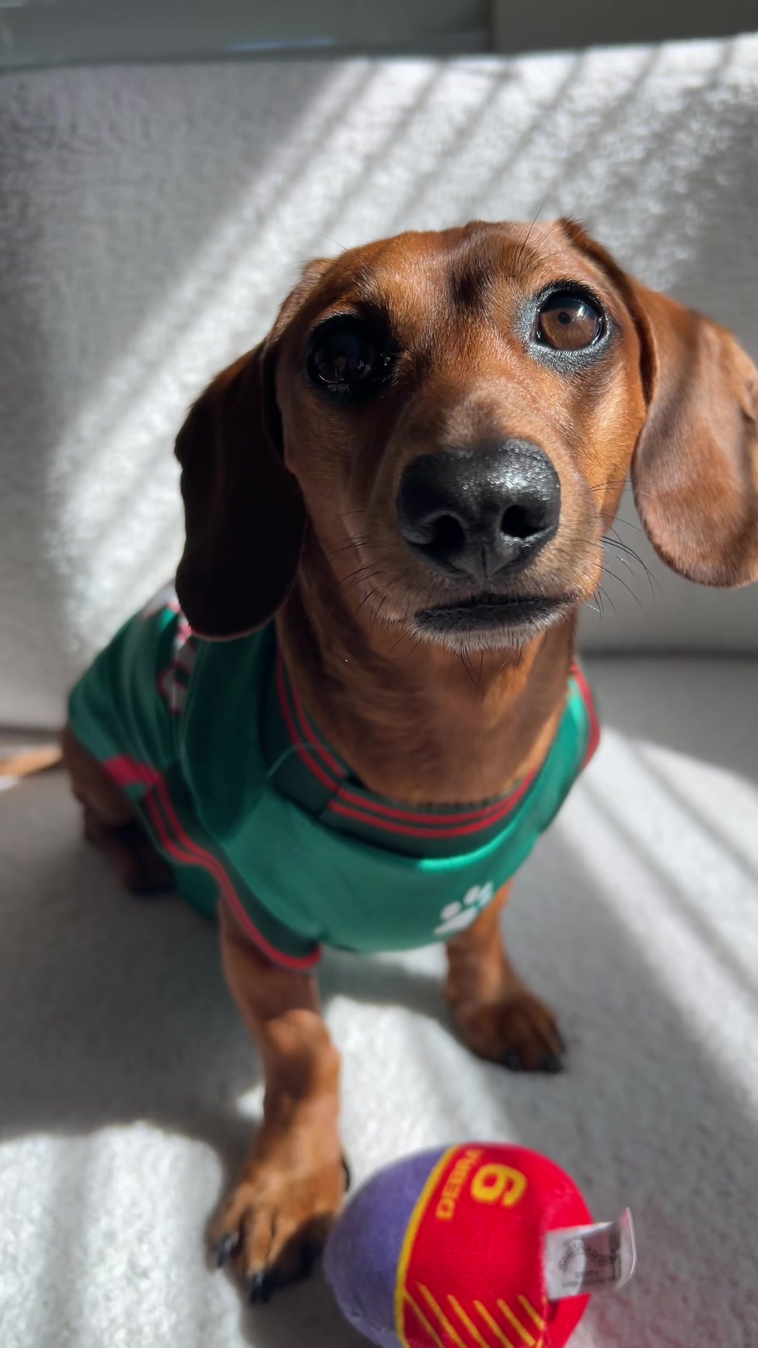 @Slinky Severus-Doo