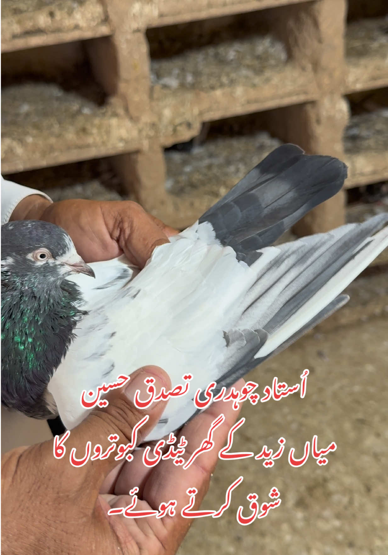 @Aero Pigeons Club
