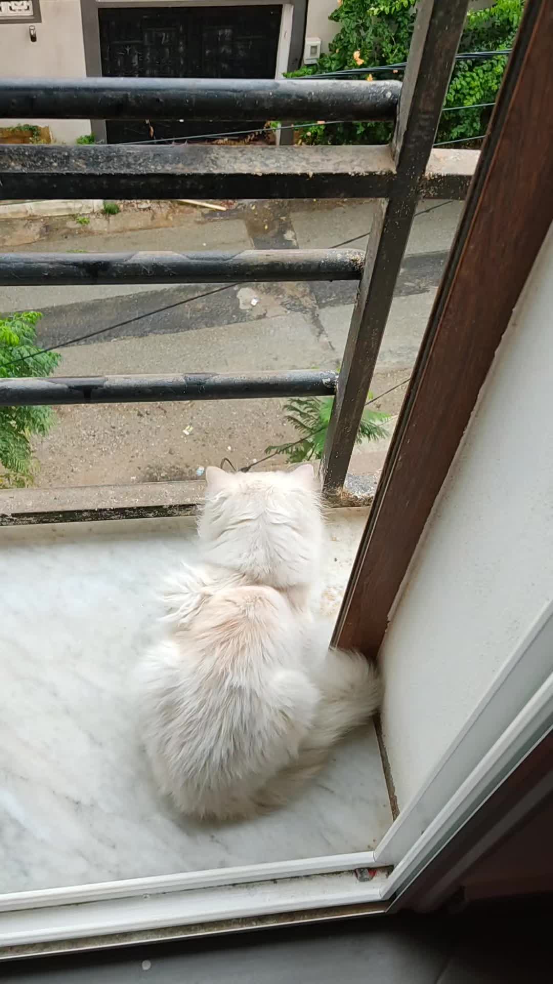 @Prince 🤴 nicotine 🐱nana