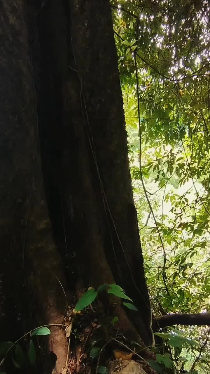 @ayaivanilla