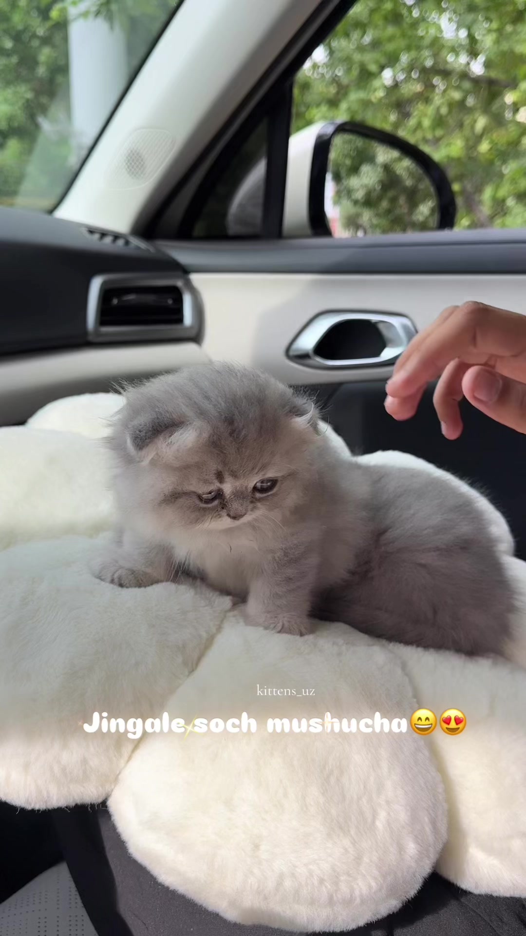 @kittens_uz