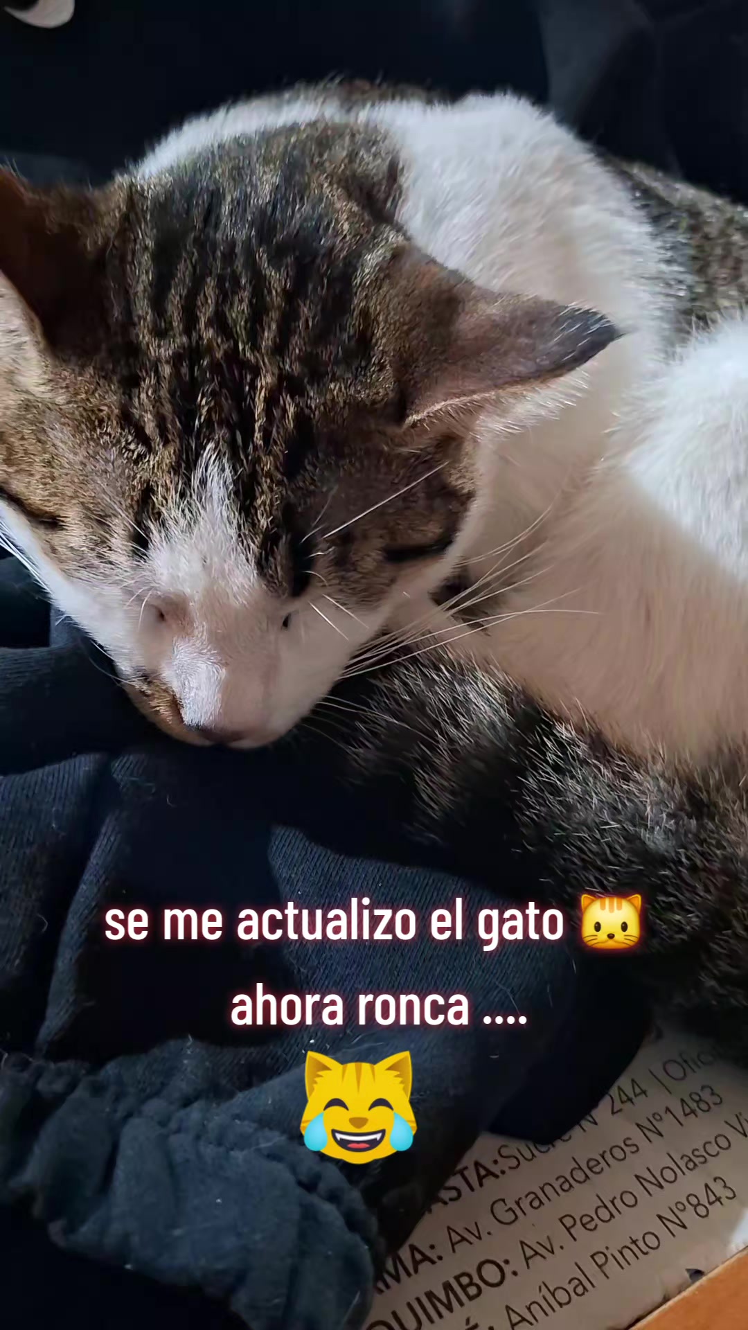 @carolinarojasdvaldes