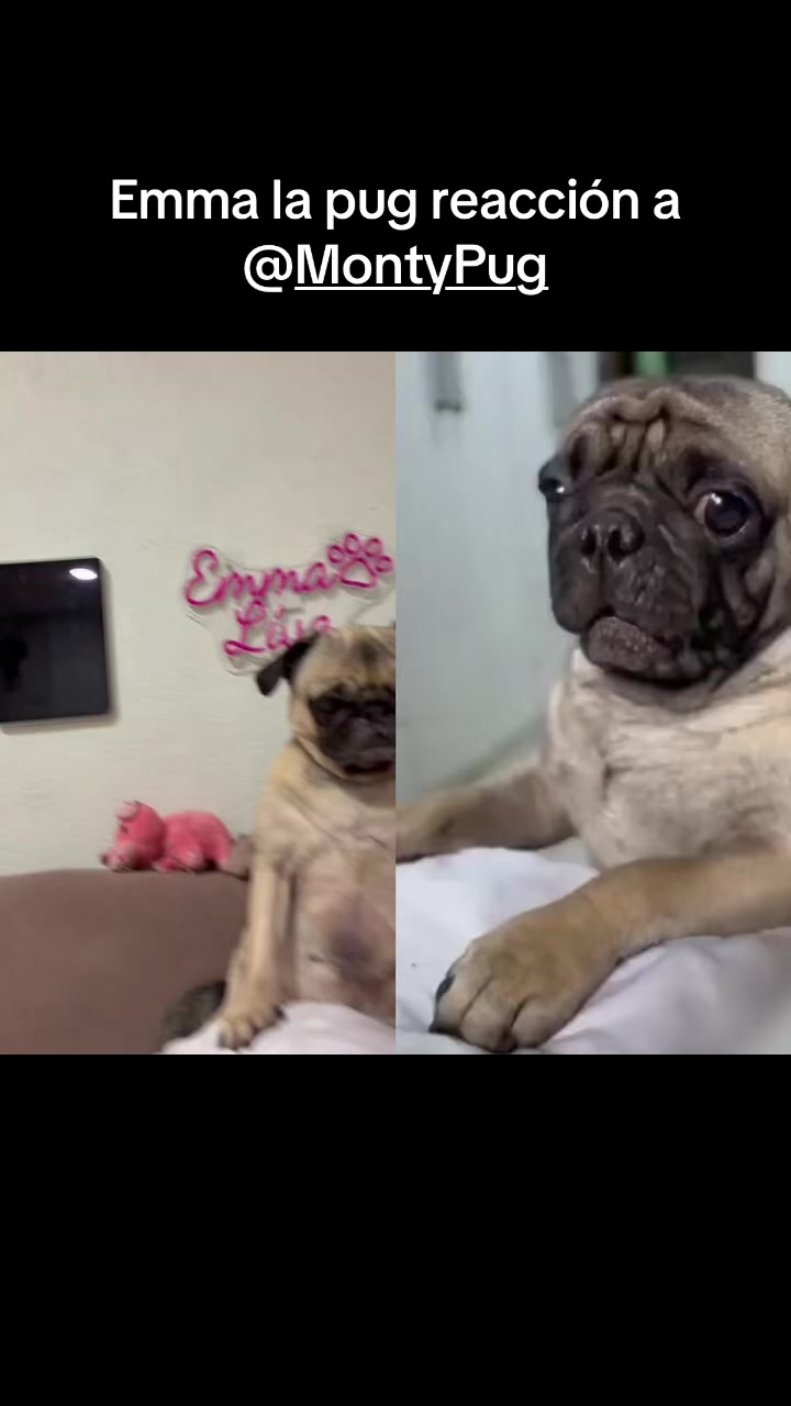 @Emma la Pug