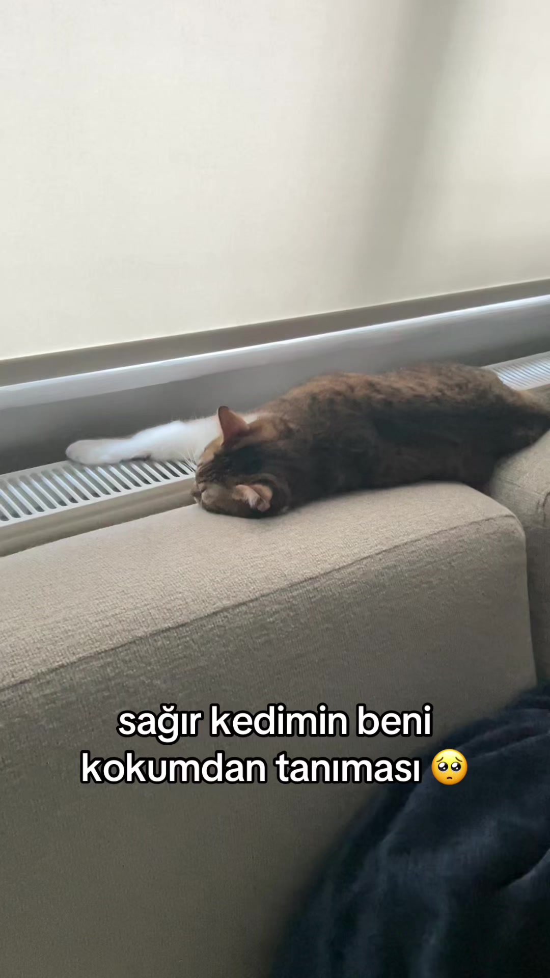 @eda ✩₊˚.⋆☾𓃠☽⋆⁺₊✧