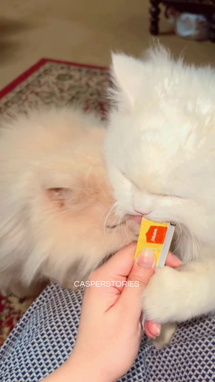 @𝑪𝒂𝒔𝒑𝒆𝒓 & 𝑴𝒊𝒏𝒏𝒊𝒆 🐾