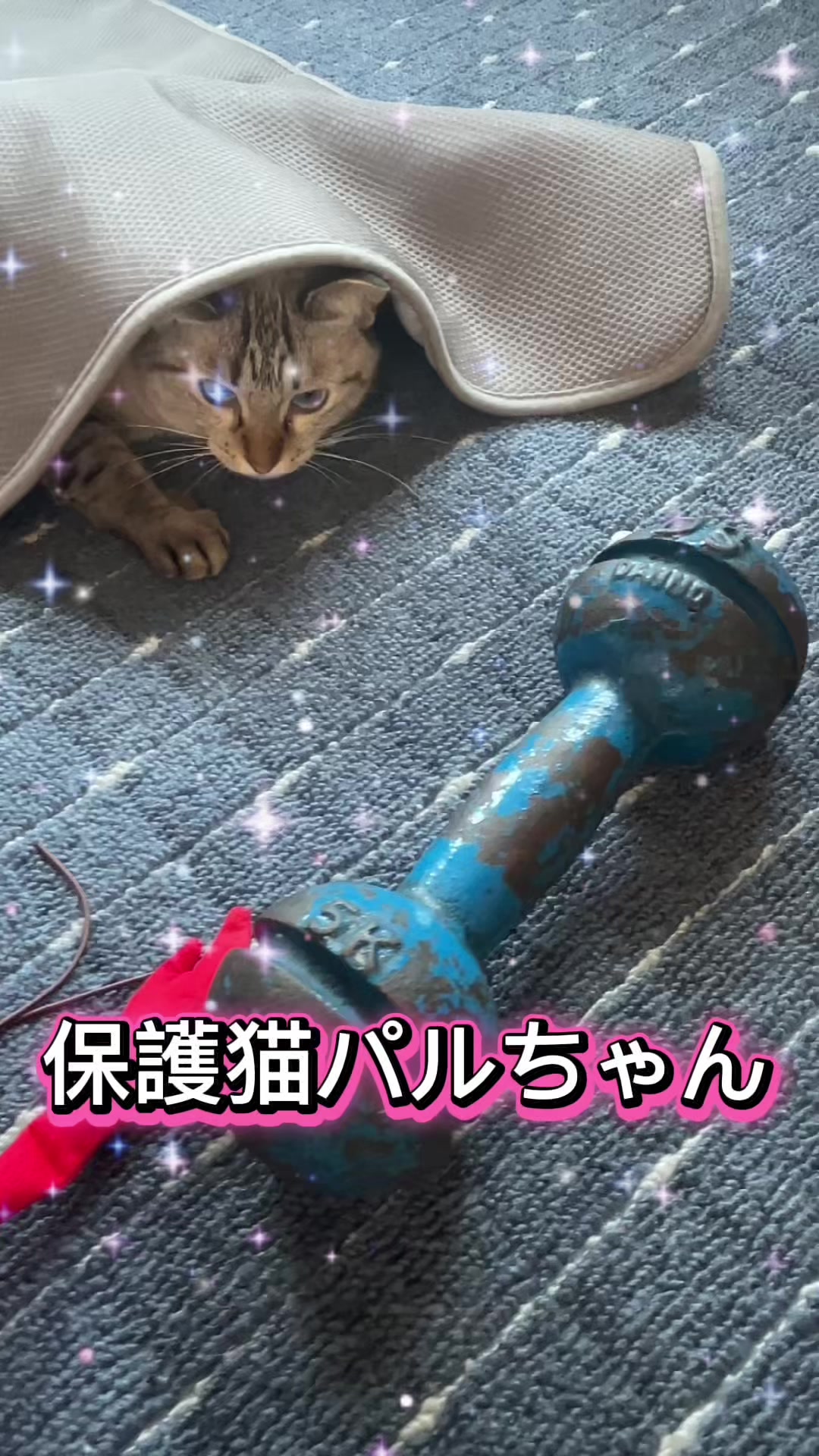 @新井正広