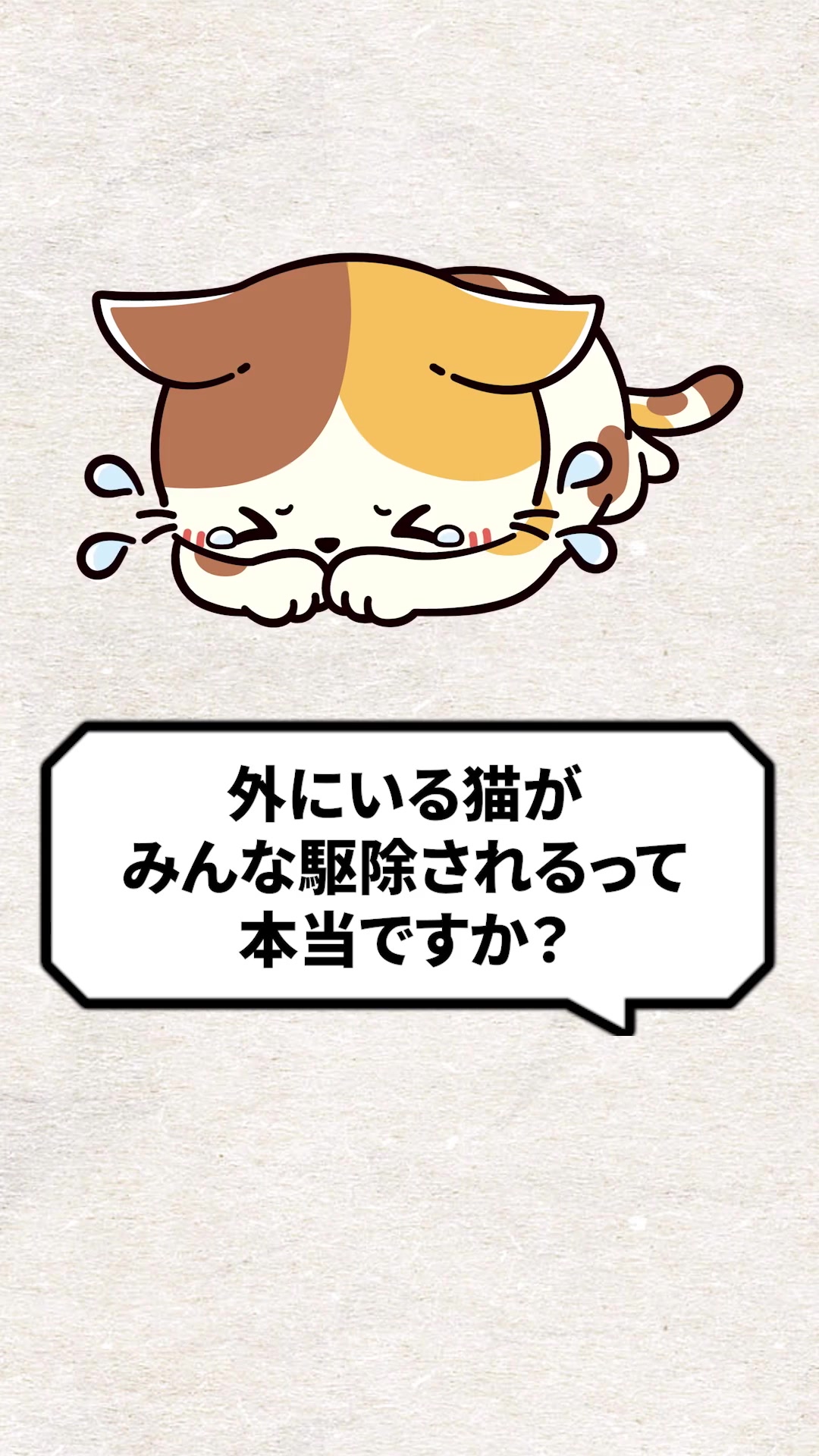 @猫の先生@タケ