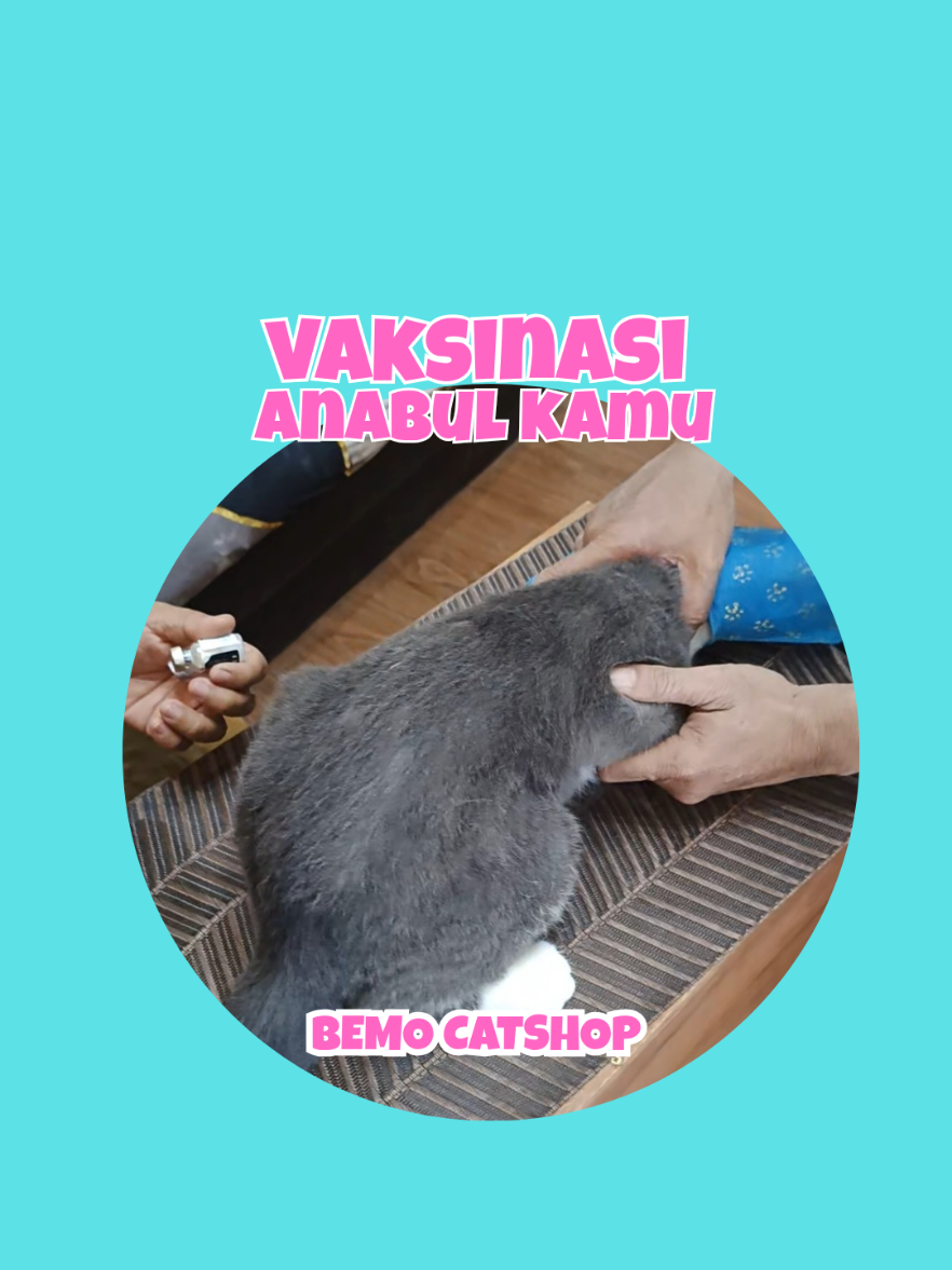 @Bemo Catshop