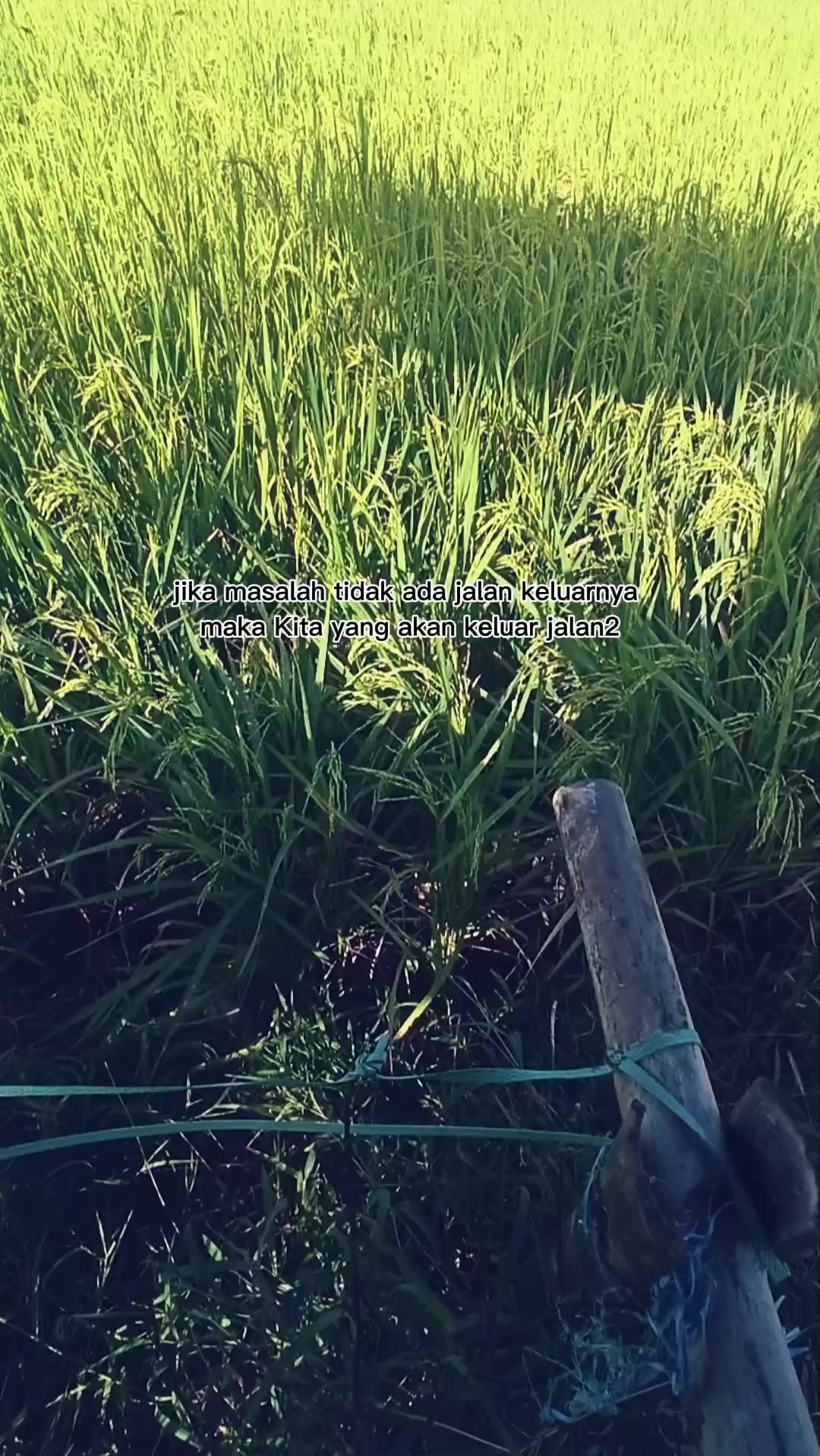 @Aing77🚀